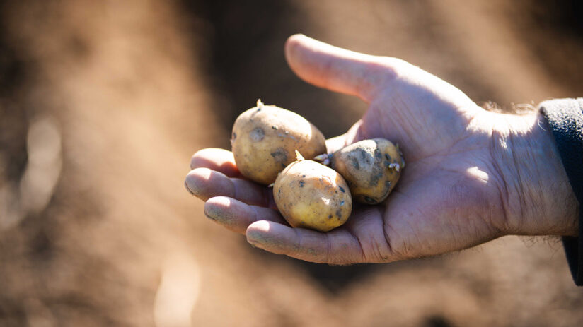 Hand, die drei Kartoffelknollenknollen hält
