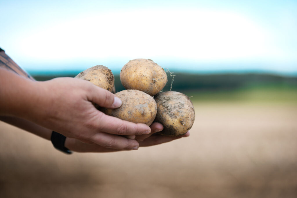 Zwei Hände halten eine Gruppe frisch geernteter, erdiger Speisekartoffeln vor einem unscharfen Feldhintergrund.