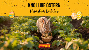 Ein Osterhase sitzt in einem Kartoffelacker und füllt ein Körbchen mit Kartoffeln. Über dem Bild steht der Text „KNOLLIGE OSTERN – Heimat im Körbchen“ auf gelbem Grund, ergänzt durch bunte Ostereier und das Friweika-Logo.