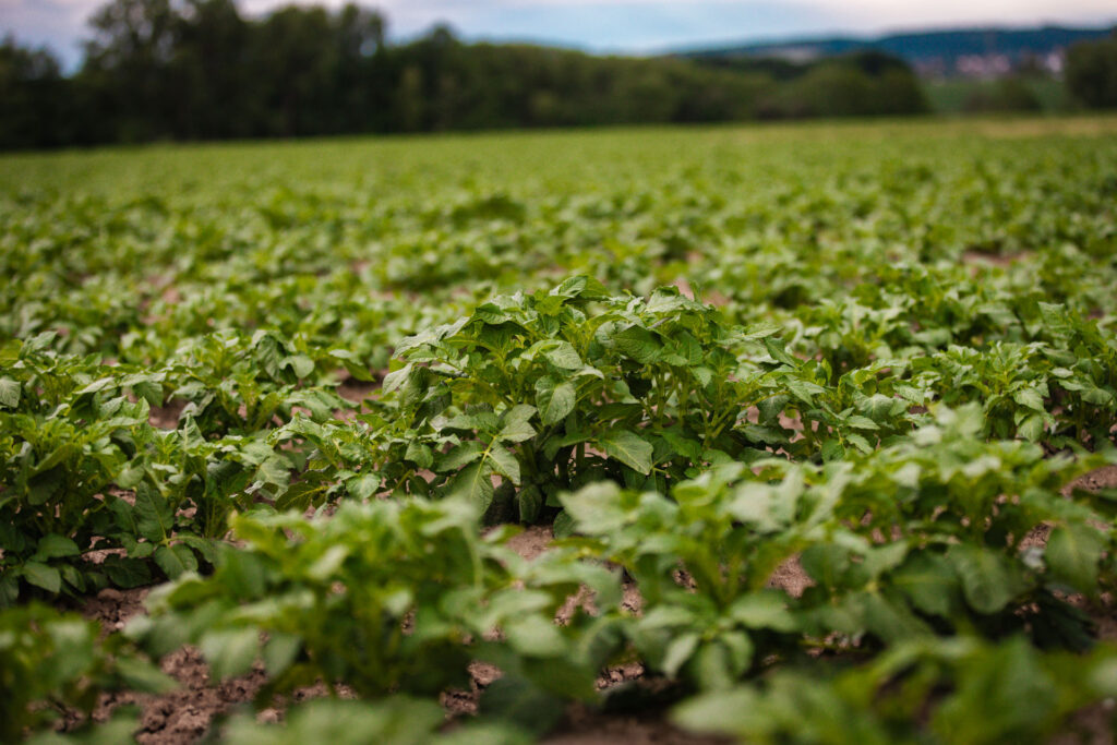 Nahaufnahme einer grünen Kartoffelpflanze auf einem Feld mit weiteren Pflanzen im unscharfen Hintergrund.