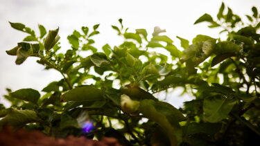 Grüne Kartoffelpflanzen auf einem Feld im Gegenlicht vor hellem Himmel