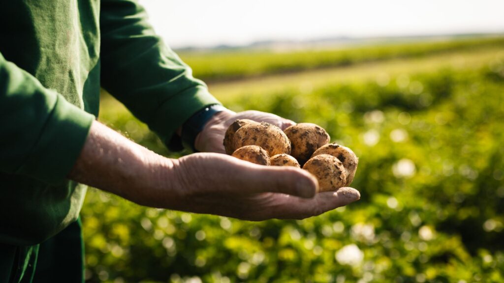 Hände eines Landwirts halten frisch geerntete, erdige Kartoffeln.