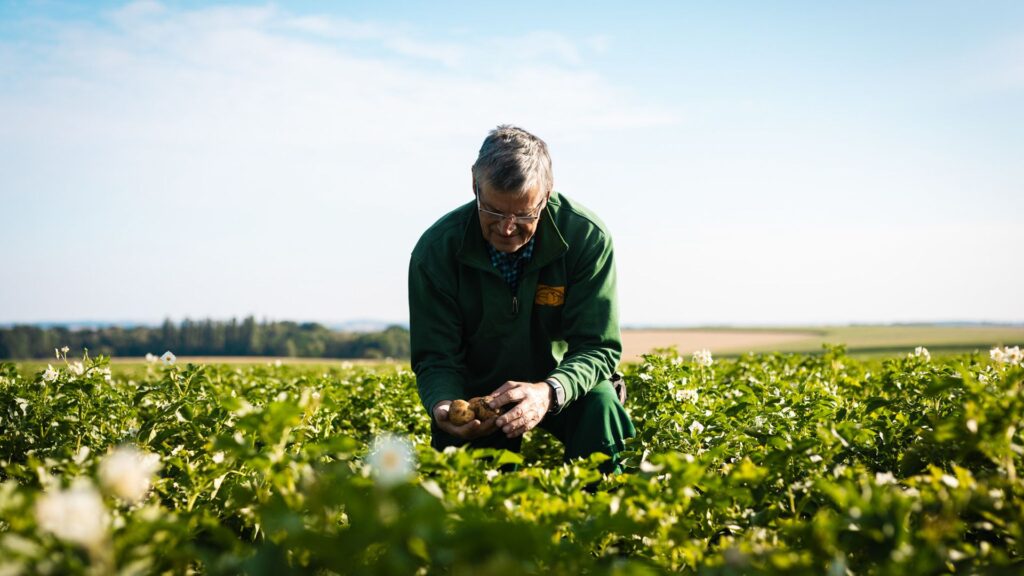 Landwirt kniet im blühenden Kartoffelfeld und prüft die jungen Knollen.