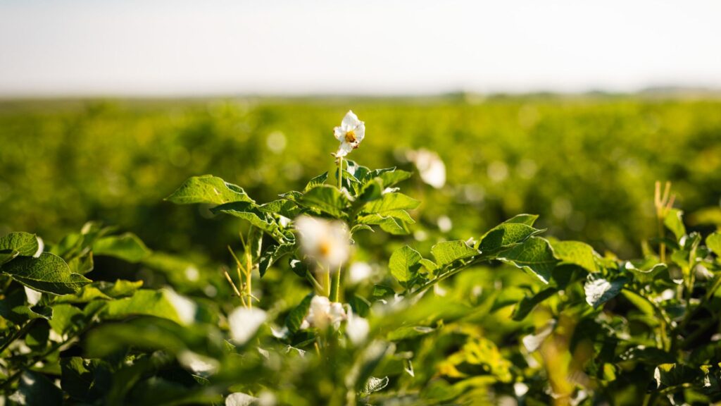 Nahaufnahme einer weißen Blüte an einer Kartoffelpflanze auf dem Feld.
