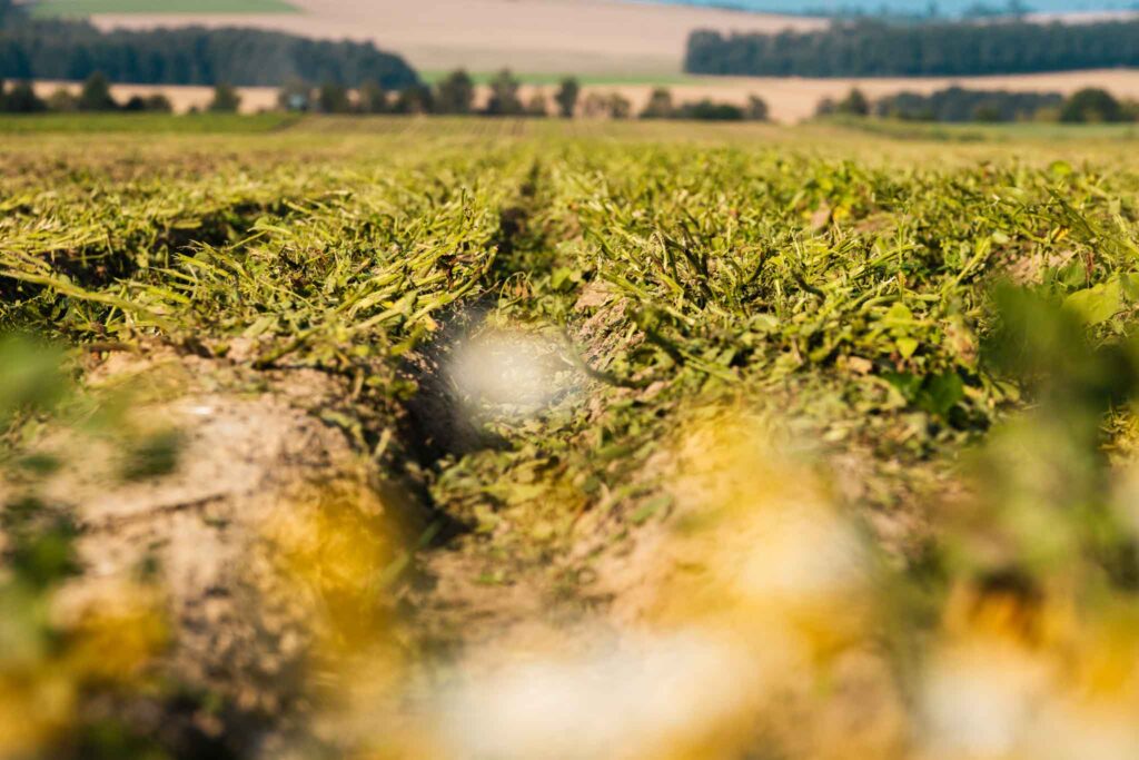 Nahaufnahme von Ackerfurchen auf einem abgeernteten Kartoffelfeld