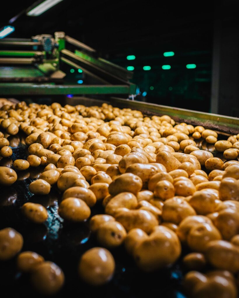 Masse an frischen, rohen Kartoffeln auf einem industriellen Förderband in einer Sortieranlage, aufgenommen aus niedriger Perspektive in einer Halle.