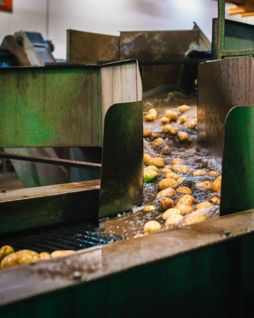 Kartoffeln in einem Wasserbad auf dem Transportweg innerhalb einer automatisierten industriellen Verarbeitungsanlage.