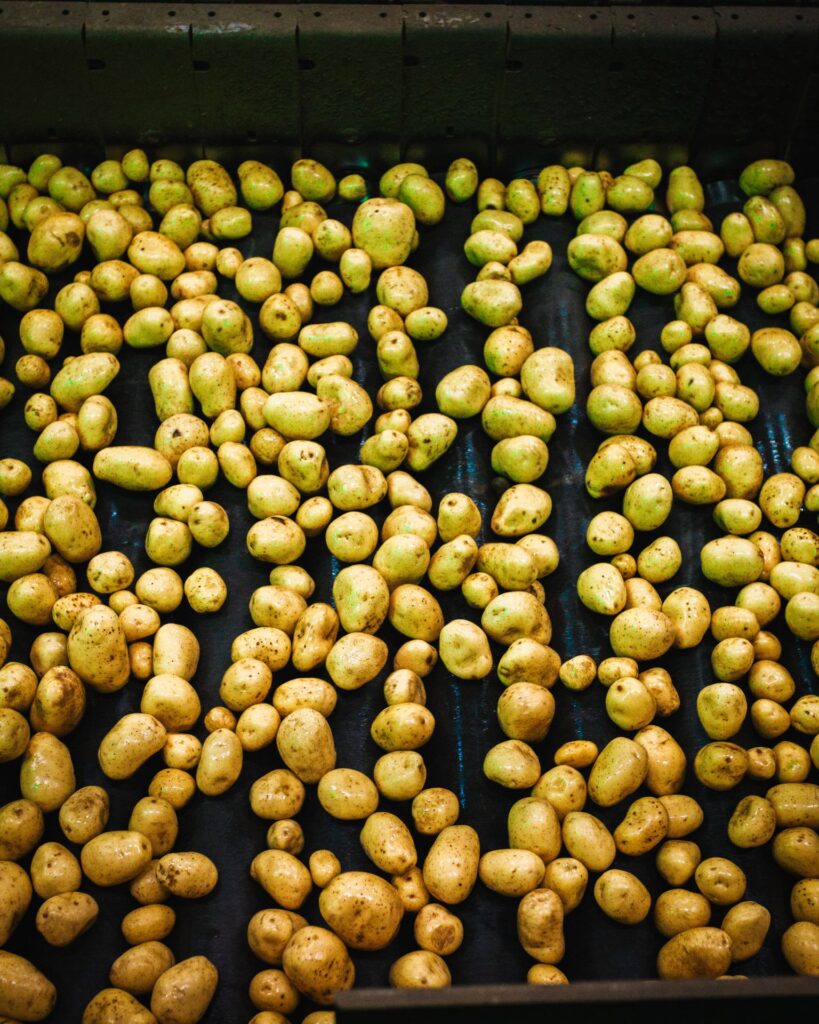 Draufsicht auf gewaschene und sortierte Kartoffeln, die sich dicht an dicht auf einem schwarzen Förderband oder Rollensortierer in einem Betrieb bewegen.