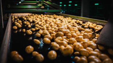 Masse an frischen, rohen Kartoffeln auf einem industriellen Förderband in einer Sortieranlage, aufgenommen aus niedriger Perspektive in einer Halle.