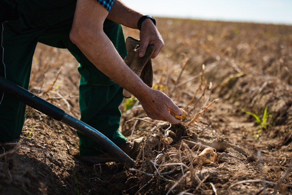 Landwirt prüft die Kartoffelqualität per Hand mit der Schaufel auf dem Feld